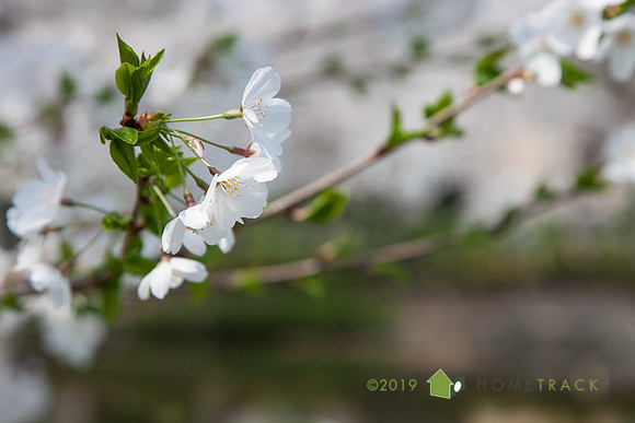 Springlake-6
