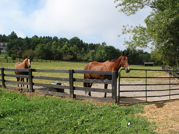 horse3