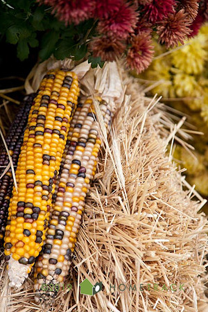 Thanksgiving-9