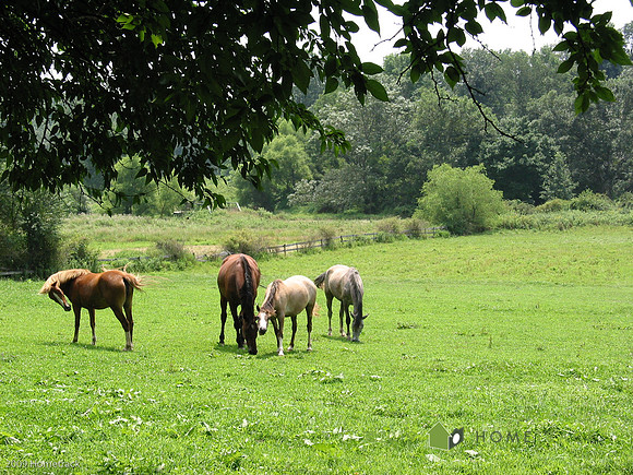 horse2