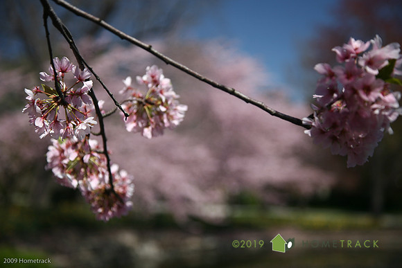 SpringlakeHomeland022