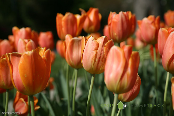 SherwoodGardens511