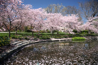 Homeland-Springlake