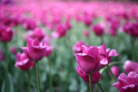 Baltimore's Sherwood Gardens