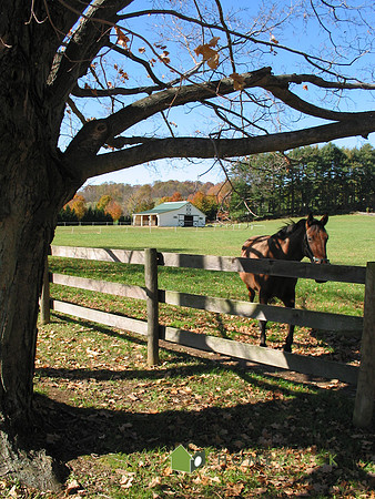 horse1
